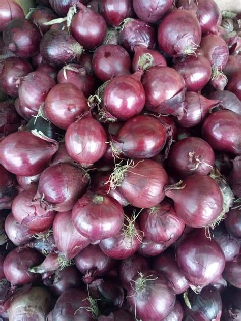 A Grade Maharashtra Organic Dry Onion For Food Onion Size Available