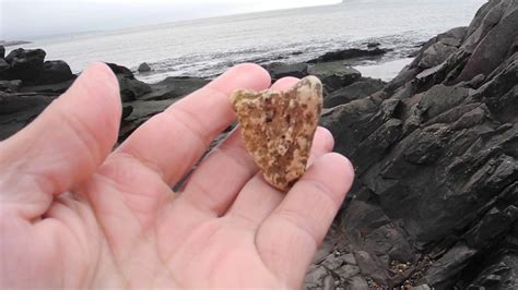 Fossils Tin Can Beach Saint John NB Oct 9 2018 Fossil Ivory YouTube