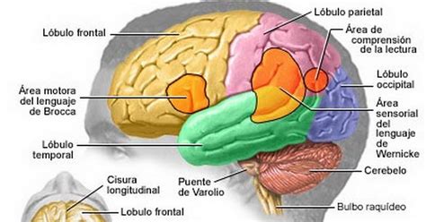 La Corteza Cerebral Áreas De Asociación