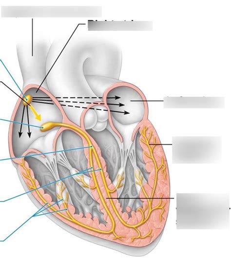 Intrinsic Cardiac Conduction System Diagram Quizlet