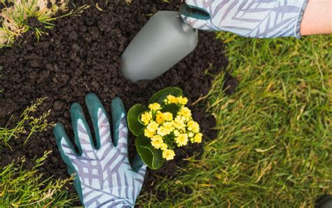 Servicio De Jardineria En Granada Servicio De Limpieza En Granada