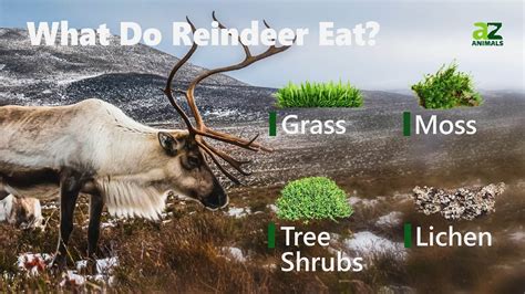 Reindeer - A-Z Animals