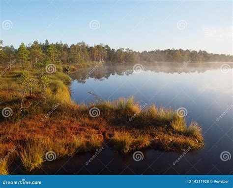 Marsh landscape stock photo. Image of clear, landscape - 14211928