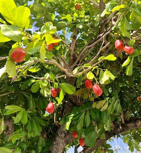 Ackee Ankye Achee Akee Ackee Apple Ayee Akí Blighia Sapida Etsy