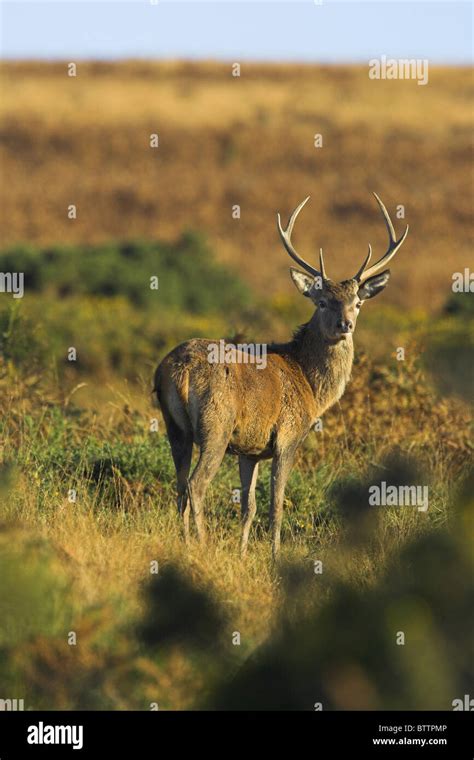 Red Deer Cervus Elaphus Stag On Moorland At Exmoor National Park