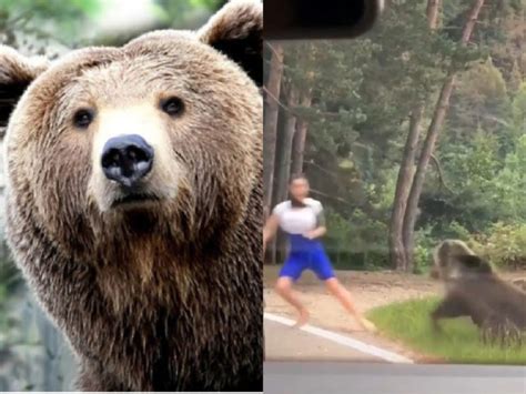 Ein Grizzlybär griff einen Touristen an der an den Straßenrand kam um