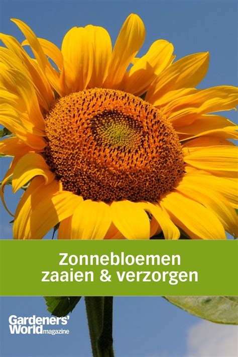 Zonnebloemen Zaaien En Verzorgen Zo Doe Je Dat Artofit