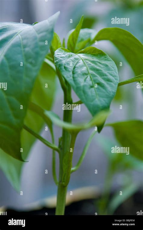 Pepper Plants Growing In Growbag In Greenhouse Stock Photo Alamy