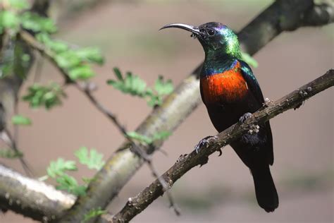 Shining Sunbird Holmen Birding Safaris