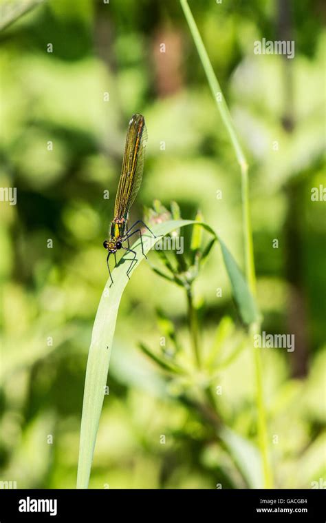 A Female Banded Demoiselle Damselfly Calopteryx Splendens Stock Photo