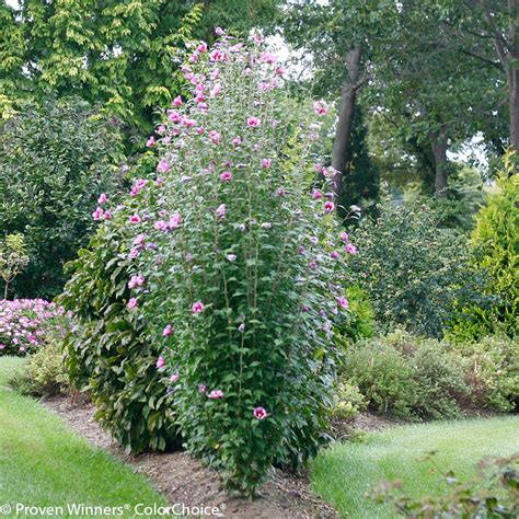 Purple Pillar® Rose Of Sharon Plant Addicts