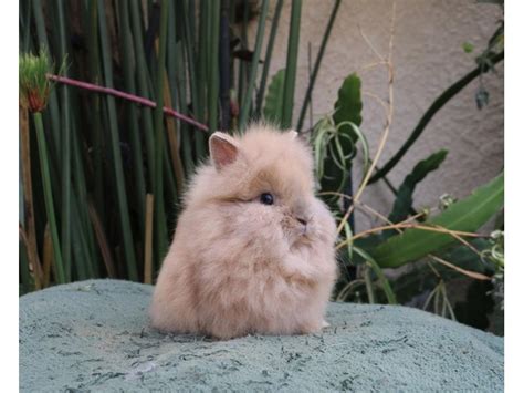 Lionhead Rabbit Breeders in New Mexico - Our Lovely Rabbits