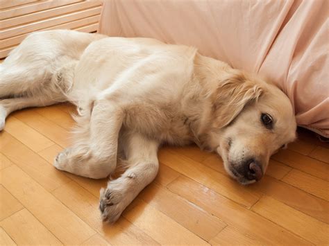 How to Keep a Dog From Throwing Up: 11 Steps (with Pictures)