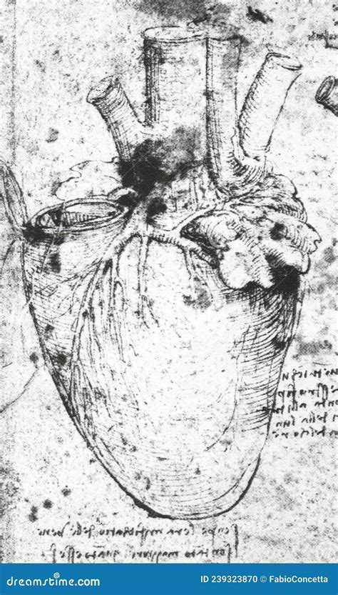 Alchemical Hermetic Illustration Of The Heart By Leonardo Da Vinci