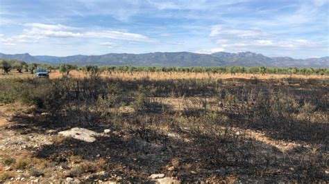 Tres Voltors Provoquen Un Incendi En Topar Amb Una L Nia El Ctrica