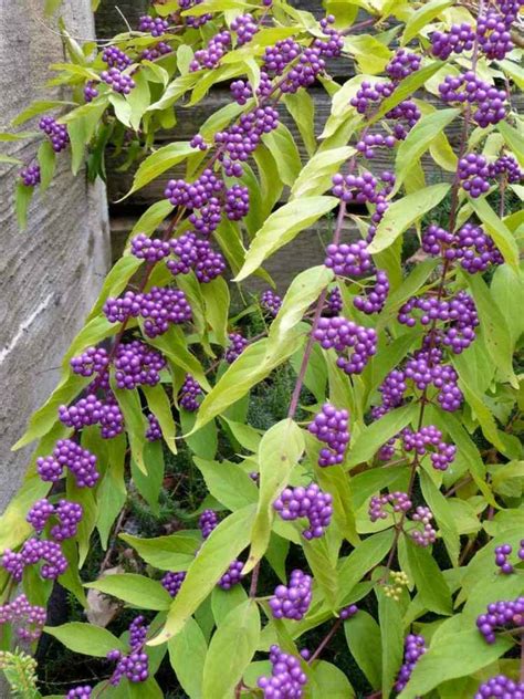 Arbuste à baies rouges pour apporter une touche de couleur au jardin