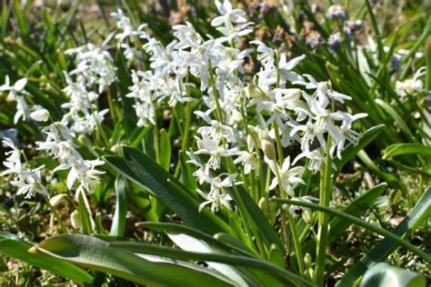 Scilla Siberica Alba Anglia Bulb Company