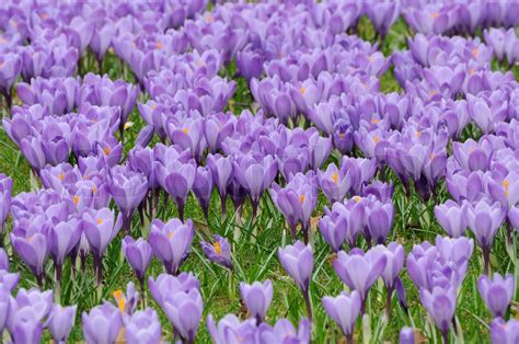 Crocus Blomster Stock Foto Colourbox