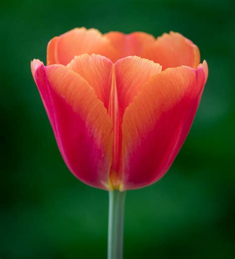 Buy Tulip 'Time Out' | Tulip Bulbs | Sarah Raven