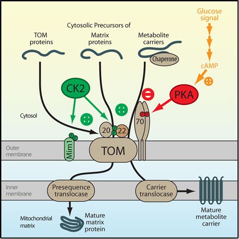 Regulation Of Mitochondrial Protein Import By Cytosolic Kinases Cell