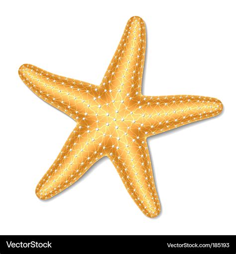 Starfish Royalty Free Vector Image Vectorstock