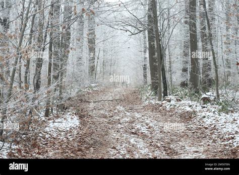 Formerly Muddy Path With Lots Of Leaves Stock Photo Alamy