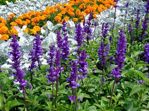 Las Más Hermosas Plantas Con Flores Moradas