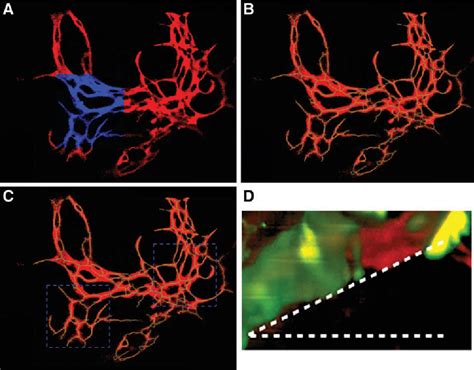 Figure From Analyzing Structure And Function Of Vascularization In