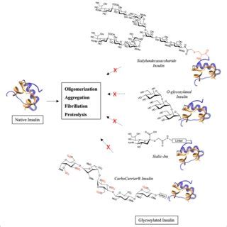 | Types of glycosylation and of glycans modified at terminals ...