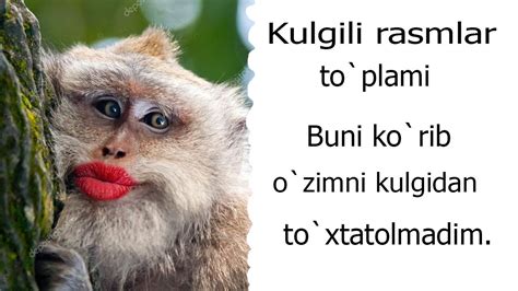 Kulgili Rasmlar To`plami Bu Rasmlarni Ko`rib Ancha Vaqtgacha O`zimni