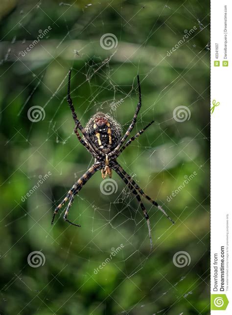 Aranha Do Araneus Imagem De Stock Imagem De Arrepiante 40341607