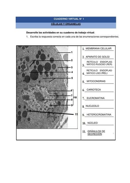 Cuaderno practica 1 histología Michi uDocz