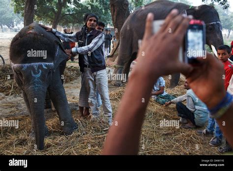 Elephants at Sonepur Mela, Bihar, India Stock Photo - Alamy