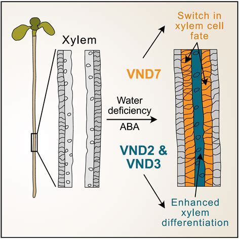 科学网—current Biology：aba信号通过不同的vnd转录因子促进拟南芥木质部分化 郝兆东的博文