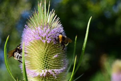 Free Images Nature Prickly Flower Purple Pollen Food Botany