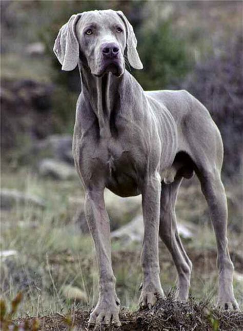 TODO sobre el Weimaraner o Braco de Weimar orígenes comportamiento