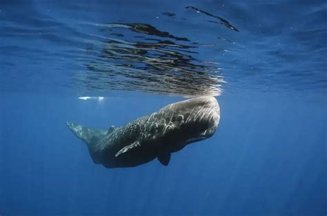 Scientists Say They Have Discovered “phonetic Alphabet” In Whale Songs World Stock Market