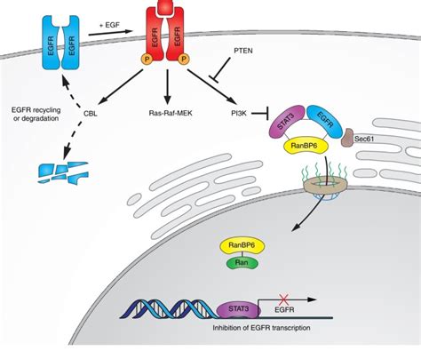 EGFR Feedback Inhibition By Ran Binding Protein 6 Is Disrupted In