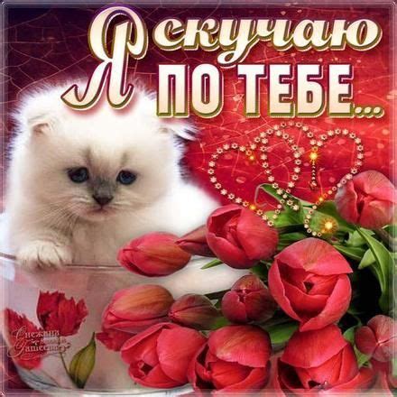 Открытка скучаю, я скучаю по тебе, красные тюльпаны, белый кот ...