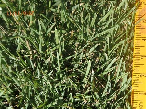 Rumput Di Padang Bola Malaysia Turf Matters