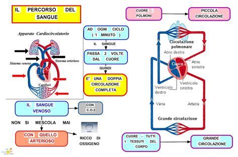 Idee Su Apparato Circolatorio Scuola Lezioni Di Scienze Scienza