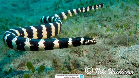 Emydocephalus Annulatus Turtle Headed Seasnake Egg Eating Sea Snake