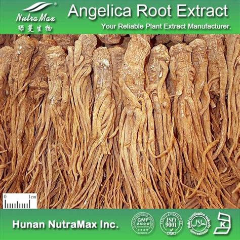 China 100 Natural Angelica Sinensis Extract Powder 10 1 And Ligustilide Nlt1 China