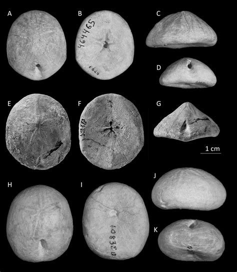 Upper Cretaceous Faujasiidae From Mexico Hardouinia Aequorea Morton