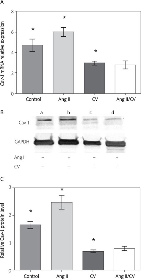 Effect Of Ang Ii And Cv On Cav Expression In Prostate Cancer Cells A