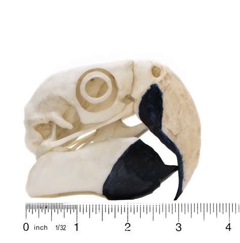 Scarlet Macaw Skull Replica