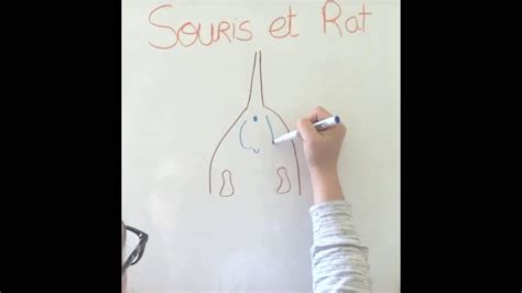 Comment Déterminer Le Sexe De Ma Souris Ou De Mon Rat Mâle Ou Femelle Youtube