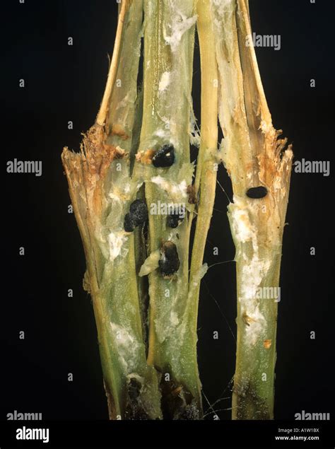 White Mould Sclerotinia Sclerotiorum Sclerotia Inside A Potato Stem