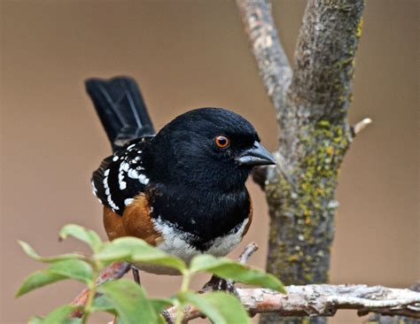 Spotted Towhee | Audubon Field Guide