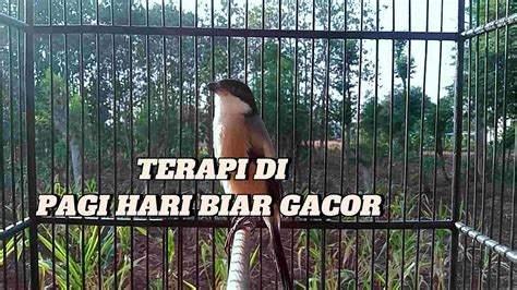 Cendet Gacor Suara Jernih Dan Mudah Di Tirukan Cendet Lain Sangat Bagus